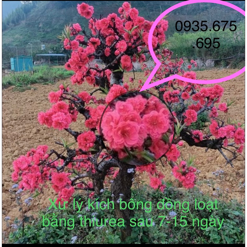 PHÂN BÓN KÍCH THÍCH TRỔ BÔNG, RA HOA ĐỒNG LOẠT