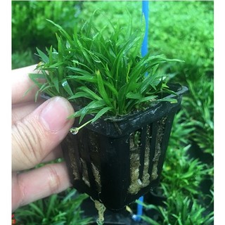 Cây thủy sinh Cỏ Đỏ dùng trang trí nền cực đẹp