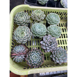 Cây sen đá vân mai_Ảnh thật🌵 [Chính hãng]⚡ [Ảnh thật] ❤ [FreeShip] ✈ [Có sẵn]
