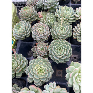 Cây sen đá vân mai_Ảnh thật🌵 [Chính hãng]⚡ [Ảnh thật] ❤ [FreeShip] ✈ [Có sẵn]