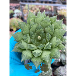 Cây sen đá hawothia dạ quang🌱hàng sẵn vườn boybongarden