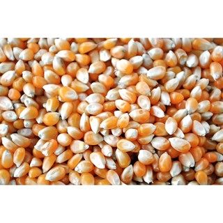 2kg bắp rang bơ / ngô mỹ nổ/ bắp nổ bỏng/ ngô nổ bỏng/ bắp mỹ nổ _ bắp hạt mỹ