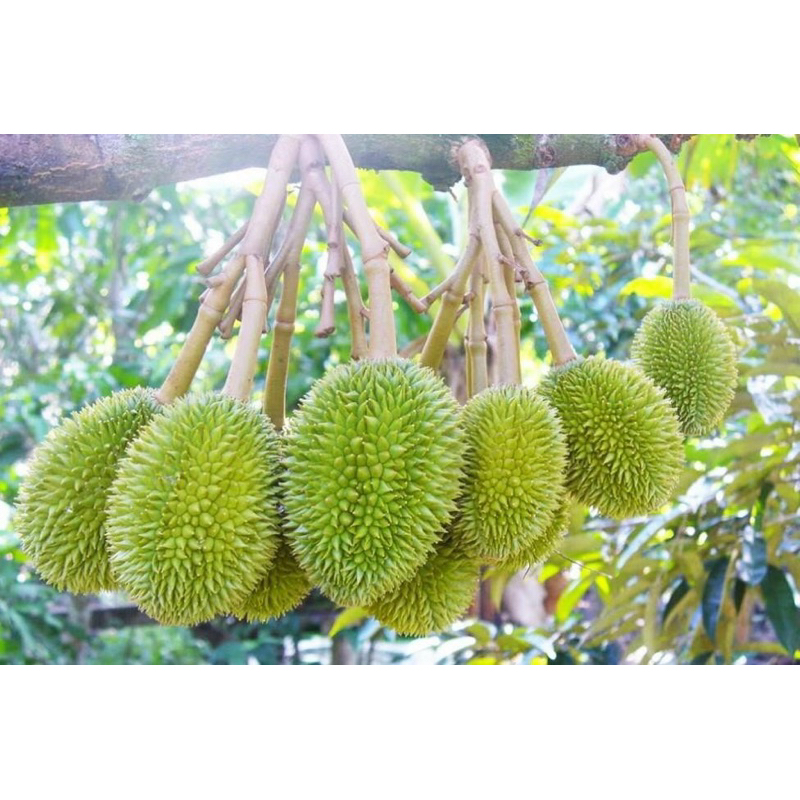 1KG Phân bón Canxi Bo chống rụng trái non, hết xì mủ