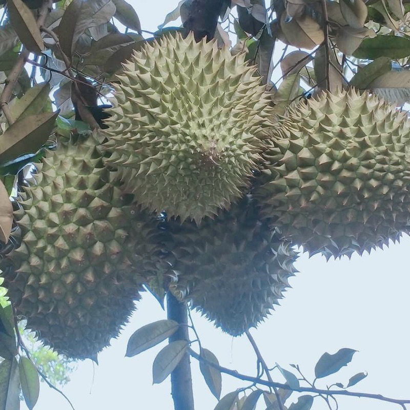 1KG Phân bón Canxi Bo chống rụng trái non, hết xì mủ