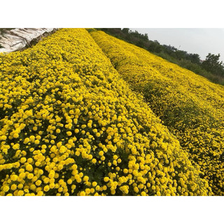 ✅trà hoa cúc tiến vua cúc chi hưng yên sấy khô nguyên bông 100gr