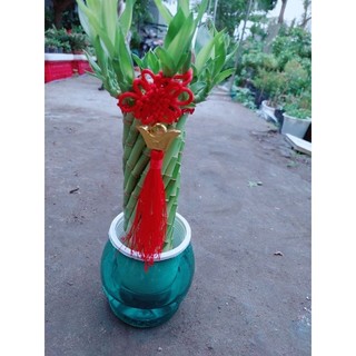 Trúc phát tài thủy sinh 35-40cm