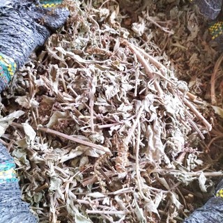 Hương nhu khô lá hương nhu