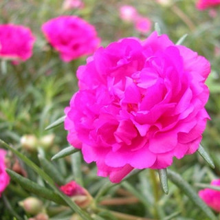 1 bó hoa mười giờ 35nhánh [ nhánh  cây]