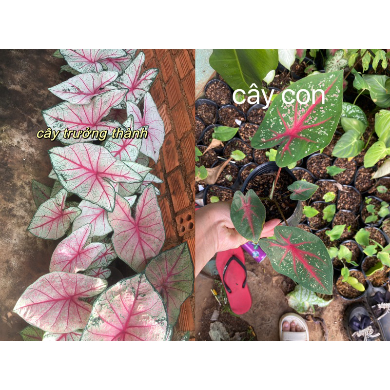 cây môn hồng gân đỏ [ cây con hình 2]