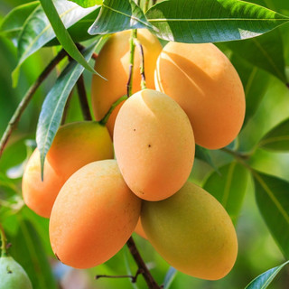 xoài sấy dẻo
