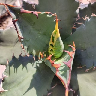 Agave Titanota Solar Eclipse. Agave Nhật Thực .Sen Đá, Xương Rồng, Dứa