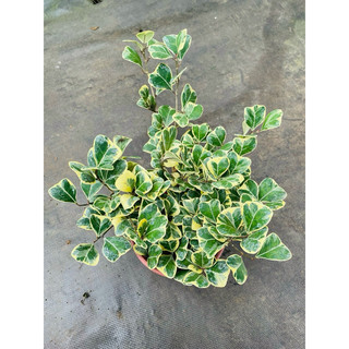 Chậu mềm Ficus triangularis variegata - Bàng tam phúc