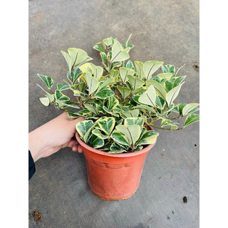 Chậu mềm Ficus triangularis variegata - Bàng tam phúc