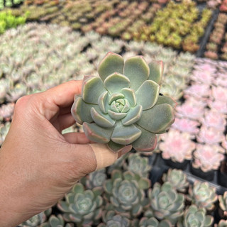 Cây sen đá hồng quế size bầu 4-4,5cm, cây cảnh trang trí nhà cửa thuanphat garden