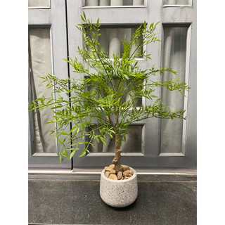 Cây nam thiên trúc giả 80cm