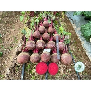1000 hạt hạt giống củ dền đỏ boro f1
