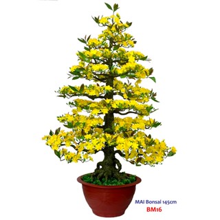 Cây mai giả lắp ráp cao 1m45 dáng Bonsai hàng xuất khẩu BM16