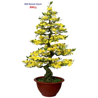 Cây mai giả lắp ráp cao 1m65 dáng Bonsai hàng xuất khẩu BM23