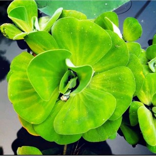 1 cây bèo tây, bèo cái thủy sinh trang trí bễ cá