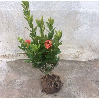 Cây bông trang lá nhỏ, hoa mẫu đơn
