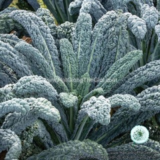 200h hạt giống cải xoăn kale black magic f1