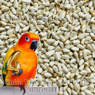 Hạt kham trắng (Safflower Seed)- thức ăn: Vẹt • Sóc • Hamster.