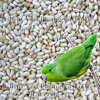 500g hạt kham trắng (Safflower Seed) cho thú cưng.