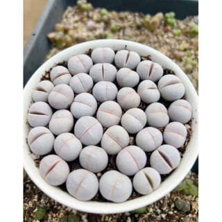 Mông Golf size 1cm Lithops Golf cono mông thạch lan mọng nước