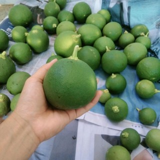 bưởi non gọt lát mỏng phơi khô (trà bưởi non)