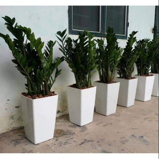 Chậu vuông cao trồng hoa cây cảnh các size chất nhựa tốt, nhẹ, bền, dễ di chuyển