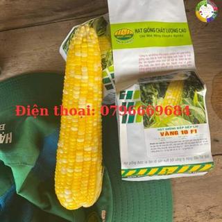 Hạt giống bắp nếp Vàng 10 F1 gói 500 gram siêu dẻo ngọt