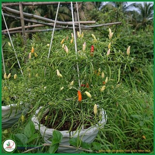 Hạt giống ớt Xion Mutant - 10 hạt