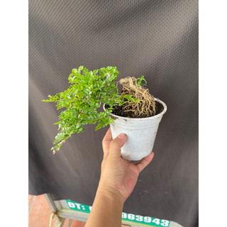 cây cần thăng mini