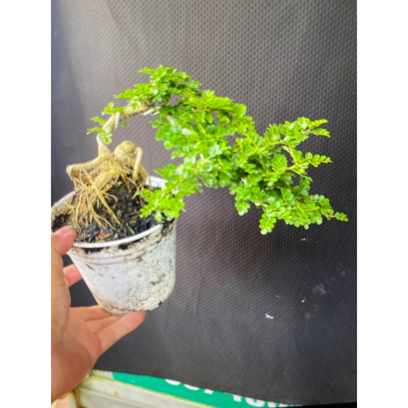 cây cần thăng mini