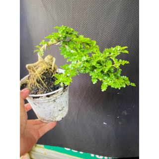Cây cần thăng mini