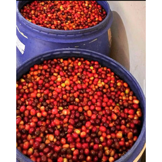 Fine Robusta Anaerobics Natural