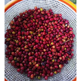 Fine Robusta Anaerobics Natural