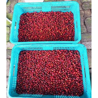 Fine Robusta Anaerobics Natural