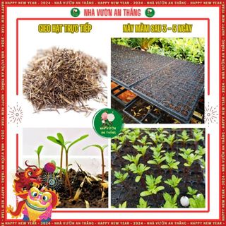 Hạt giống hoa Vạn Thọ Pháp cánh viền đẹp dễ trồng