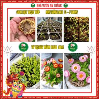 Hạt giống hoa cúc Bất Tử mix nhiều màu sắc, hoa không tàn, không héo