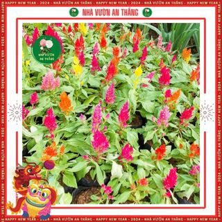 Hạt giống hoa mào gà đuôi phụng mix màu rực rỡ