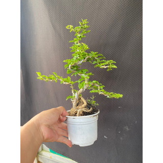 cây cần thăng mini