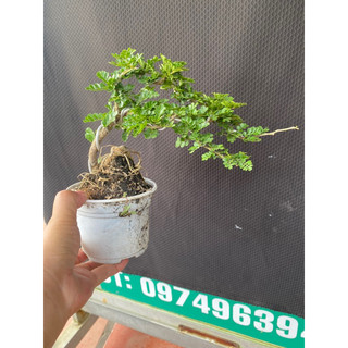 cây cần thăng mini