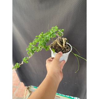 cây cần thăng mini