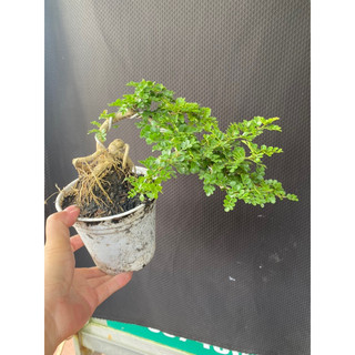 cây cần thăng mini