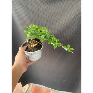 cây cần thăng mini