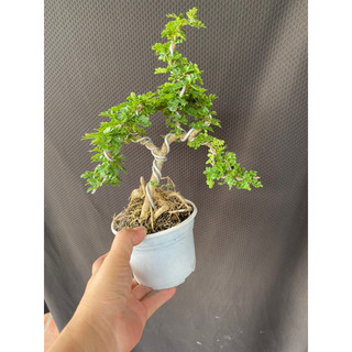 cây cần thăng mini