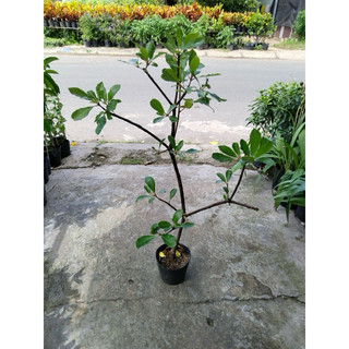 lộc vừng cây đang có hoa