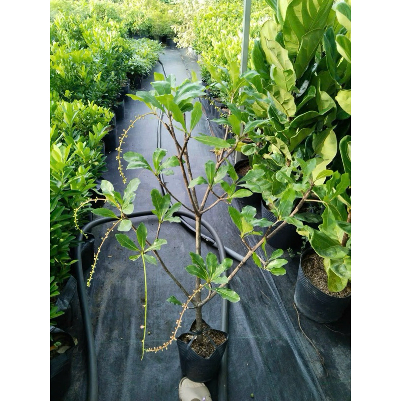 lộc vừng cây đang có hoa