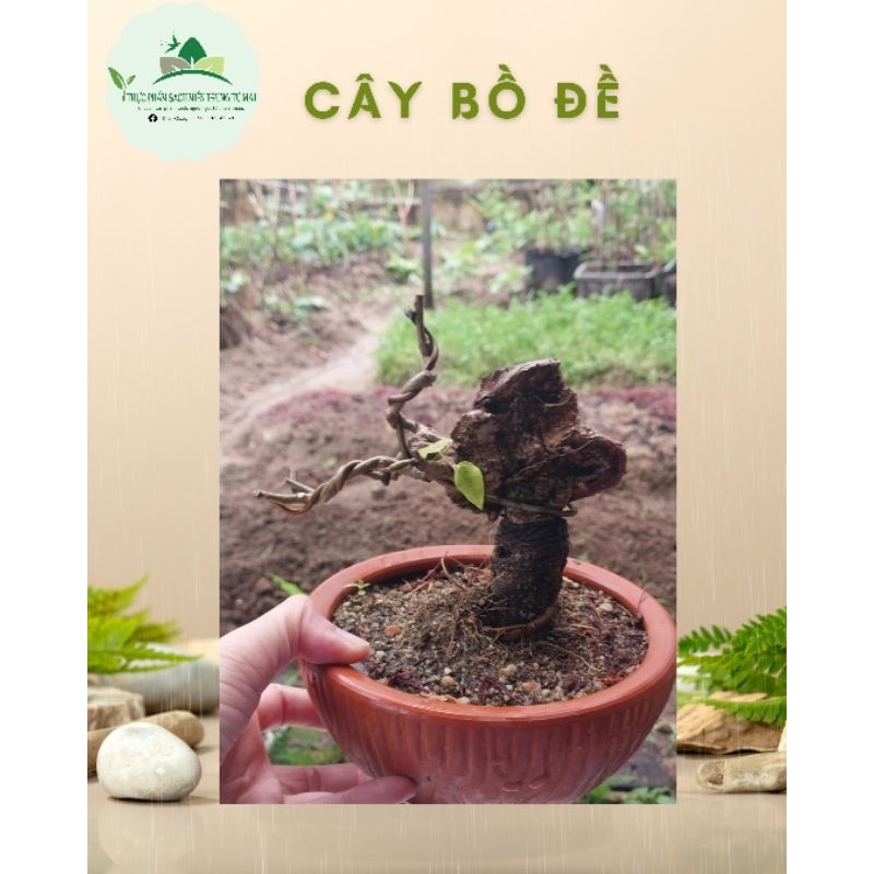 Cây bồ đề mini để bàn dễ thương